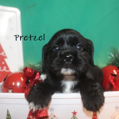 puppy, for, sale, Cocker Spaniel, Joe & Cherri  Overlease, dog, breeder, Miller, MO, dog-breeder, puppy-for-sale, forsale, nearby, find, puppyfind, locator, puppylocator, aca